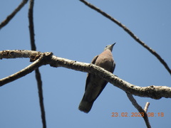 Streptopelia tranquebarica