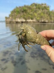 Clibanarius longitarsus