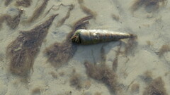 Clibanarius longitarsus