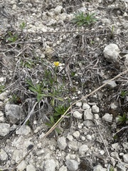 Tetraneuris linearifolia