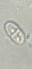 Pseudocosmospora