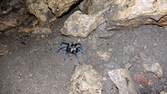 Tliltocatl epicureanus