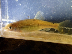 Nocomis leptocephalus