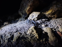 Tliltocatl epicureanus