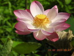 Nelumbo nucifera
