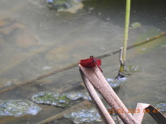 Neurothemis ramburii