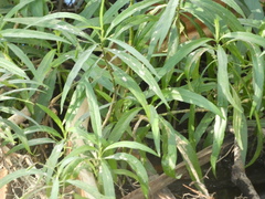Ruellia simplex
