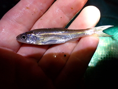 Notropis mekistocholas