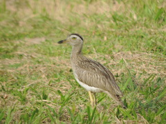 Burhinus bistriatus
