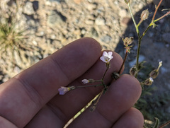 Gilia stellata