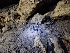 Tliltocatl epicureanus