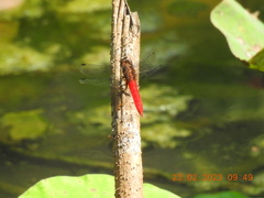 Orthetrum chrysis