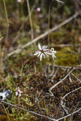 Lithophragma glabrum