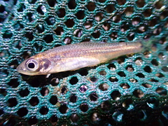 Notropis scepticus