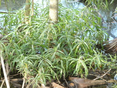 Ruellia simplex