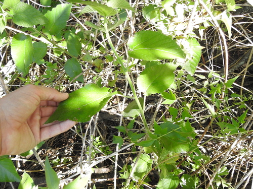 Image of Urera Aurantiaca (Urera aurantiaca) by (c) Eduardo Luis Beltrocco, some rights reserved (CC BY)
