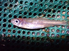 Notropis