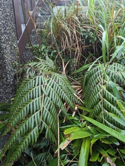 Woodwardia orientalis