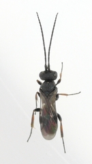Cheloninae