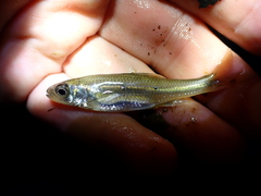 Notropis mekistocholas