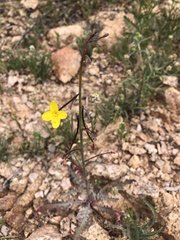 Eulobus californicus