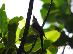 Muscicapa dauurica