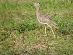 Burhinus bistriatus
