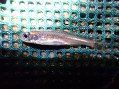 Notropis scepticus
