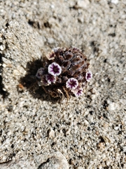 Pholisma arenarium