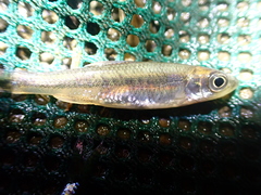 Notropis