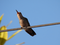 Cynanthus latirostris