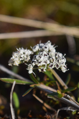 Lomatium gormanii