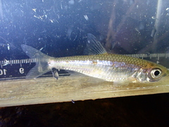Notropis