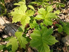 Hydrophyllum appendiculatum