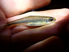 Notropis alborus