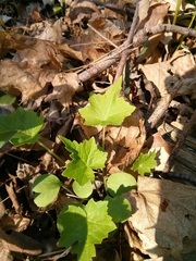 Hydrophyllum appendiculatum