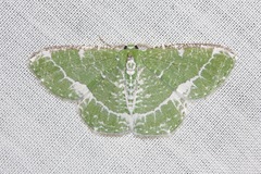 Eucyclodes insperata