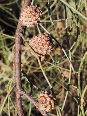Casuarina pauper