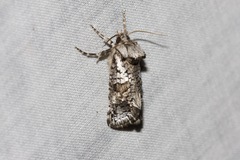 Archaeoses polygrapha