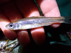 Notropis scepticus