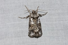 Archaeoses polygrapha