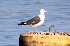 Larus fuscus