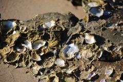 Saccostrea