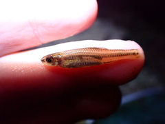 Notropis mekistocholas