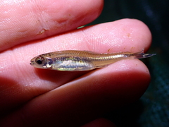 Notropis