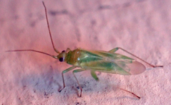 Blepharidopterus provancheri