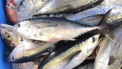 Thunnus atlanticus