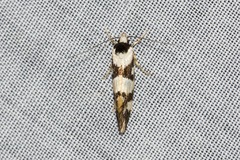 Machetis aphrobola