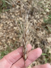 Elymus glabriflorus