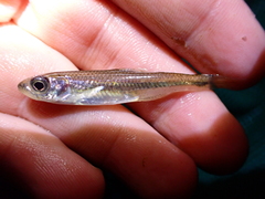 Notropis scepticus